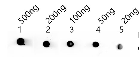 Dot blot analysis of peptides corresponding to the immunogen  was probed with  MELT antibody at a dilution of 1:1000.
Blocking/Dilution buffer: 4% nonfat dry milk(NFDM)/PBS.
Secondary antibody：Goat polyclonal to rabbit IgG at 1/40000 dilution
Exposure time: 2s.