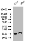 Western Blot
Positive WB detected in: recombinant protein
All lanes: MELT Antibody at 1:1000
Secondary
Goat polyclonal to rabbit IgG at 1/50000 dilution
Predicted band size: 17 kDa
Observed band size: 17 kDa
