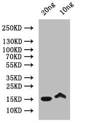 Western Blot
Positive WB detected in: recombinant protein
All lanes: MELT Antibody at 1:1000
Secondary
Goat polyclonal to rabbit IgG at 1/50000 dilution
Predicted band size: 17 kDa
Observed band size: 17 kDa