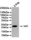 Western Blot
Positive WB detected in: recombinant protein
All lanes:tolC Antibody at 1:1000
Secondary
Goat polyclonal to rabbit IgG at 1/50000 dilution
Predicted band size: 24 kDa
Observed band size: 24 kDa