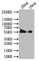 Western BlotPositive WB detected in Recombinant proteinAll lanes: BZLF1 antibody at 1:1000SecondaryGoat polyclonal to rabbit IgG at 1/50000 dilutionPredicted band size: 46 kDaObserved band size: 50 kDa