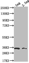Western Blot
Positive WB detected in Recombinant protein
All lanes: BARF1 antibody at 1:2000
Secondary
Goat polyclonal to rabbit IgG at 1/50000 dilution
Predicted band size: 26.5 kDa
Observed band size: 32 kDa
