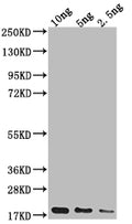 Western Blot
Positive WB detected in Recombinant protein
All lanes: Capsid protein antibody at 1:2000
Secondary
Goat polyclonal to rabbit IgG at 1/50000 dilution
Predicted band size: 18.3 kDa
Observed band size: 20 kDa