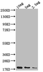 Western Blot
Positive WB detected in Recombinant protein
All lanes: Capsid protein antibody at 1:2000
Secondary
Goat polyclonal to rabbit IgG at 1/50000 dilution
Predicted band size: 18.3 kDa
Observed band size: 20 kDa