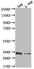 Western Blot
Positive WB detected in Recombinant protein
All lanes: VACWR117 antibody at 1:2000
Secondary
Goat polyclonal to rabbit IgG at 1/50000 dilution
Predicted band size: 36 kDa
Observed band size: 34 kDa
