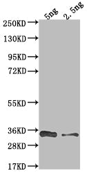 Western Blot
Positive WB detected in Recombinant protein
All lanes: VACWR117 antibody at 1:2000
Secondary
Goat polyclonal to rabbit IgG at 1/50000 dilution
Predicted band size: 36 kDa
Observed band size: 34 kDa