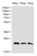 Western Blot
Positive WB detected in Recombinant protein
All lanes: gag antibody at 1:2000
Secondary
Goat polyclonal to rabbit IgG at 1/50000 dilution
Predicted band size: 20 kDa
Observed band size: 20 kDa