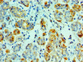 Immunohistochemistry of paraffin-embedded human salivary gland tissue using CSB-PA356351ESR2HU at dilution of 1:100