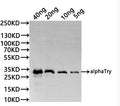 Western Blot
Positive WB detected in: recombinant protein
All lanes:alphaTry Antibody at 1:1000
Secondary
Goat polyclonal to rabbit IgG at 1/20000 dilution
Predicted band size: 29.9 kDa
Observed band size: 29.9 kDa