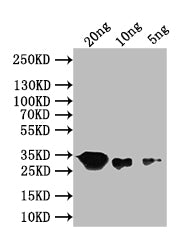 Western Blot
Positive WB detected in: recombinant protein
All lanes: recN Antibody at 1:1000
Secondary
Goat polyclonal to rabbit IgG at 1/50000 dilution
Predicted band size: 32 kDa
Observed band size: 32 kDa
