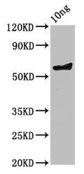 Western Blot
Positive WB detected in Recombinant protein
All lanes: ompA antibody at 3.6ug/ml
Secondary
Goat polyclonal to rabbit IgG at 1/50000 dilution
Predicted band size: 58 kDa
Observed band size: 58 kDa