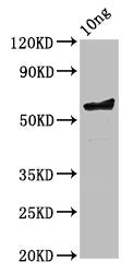 Western Blot
Positive WB detected in Recombinant protein
All lanes: ompA antibody at 3.6ug/ml
Secondary
Goat polyclonal to rabbit IgG at 1/50000 dilution
Predicted band size: 58 kDa
Observed band size: 58 kDa