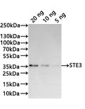Western Blot
Positive WB detected in: recombinant protein
All lanes:STE3 Antibody at 1:1000
Secondary
Goat polyclonal to rabbit IgG at 1/20000 dilution
Predicted band size: 28.1 kDa
Observed band size: 35 kDa