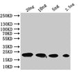 Western Blot
Positive WB detected in: recombinant protein
All lanes:tfpQ  Antibody at 1:1000
Secondary
Goat polyclonal to rabbit IgG at 1/50000 dilution
Predicted band size: 21 kDa
Observed band size: 21 kDa