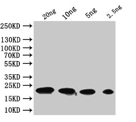 Western Blot
Positive WB detected in: recombinant protein
All lanes:tfpQ  Antibody at 1:1000
Secondary
Goat polyclonal to rabbit IgG at 1/50000 dilution
Predicted band size: 21 kDa
Observed band size: 21 kDa