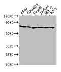 Western Blot
Positive WB detected in: A549 whole cell lysate, COLO320 whole cell lysate, HepG2 whole cell lysate, Jurkat whole cell lysate, MCF-7 whole cell lysate, PC-3 whole cell lysate
All lanes: HSPA1A antibody at 1:2000
Secondary
Goat polyclonal to rabbit IgG at 1/50000 dilution
Predicted band size: 71, 64 kDa
Observed band size: 71 kDa