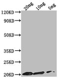 Western Blot
Positive WB detected in Recombinant protein
All lanes: epiA antibody at 1:2000
Secondary
Goat polyclonal to rabbit IgG at 1/50000 dilution
Predicted band size: 17.7 kDa
Observed band size: 20 kDa