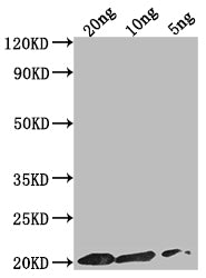 Western Blot
Positive WB detected in Recombinant protein
All lanes: epiA antibody at 1:2000
Secondary
Goat polyclonal to rabbit IgG at 1/50000 dilution
Predicted band size: 17.7 kDa
Observed band size: 20 kDa