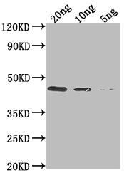 Western Blot
Positive WB detected in Recombinant protein
All lanes: DERP1 antibody at 1:2000
Secondary
Goat polyclonal to rabbit IgG at 1/50000 dilution
Predicted band size: 41 kDa
Observed band size: 41 kDa