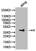 Western Blot
Positive WB detected in: recombinant protein
All lanes:H Antibody at 1:1000
Secondary
Goat polyclonal to rabbit IgG at 1/20000 dilution
Predicted band size: 39.4 kDa
Observed band size: 42 kDa