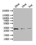 Western Blot
Positive WB detected in: recombinant protein
All lanes: recB Antibody at 1:1000
Secondary
Goat polyclonal to rabbit IgG at 1/50000 dilution
Predicted band size: 29 kDa
Observed band size: 29 kDa