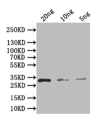 Western Blot
Positive WB detected in: recombinant protein
All lanes: recB Antibody at 1:1000
Secondary
Goat polyclonal to rabbit IgG at 1/50000 dilution
Predicted band size: 29 kDa
Observed band size: 29 kDa