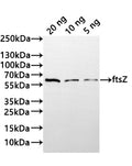 Western Blot
Positive WB detected in: recombinant protein
All lanes:ftsZ Antibody at 1:1000
Secondary
Goat polyclonal to rabbit IgG at 1/20000 dilution
Predicted band size: 45.1 kDa
Observed band size: 53 kDa