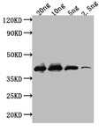 Western Blot
Positive WB detected in: recombinant protein
All lanes: ihfB Antibody at 1:1000
Secondary
Goat polyclonal to rabbit IgG at 1/50000 dilution
Predicted band size: 38 kDa
Observed band size: 38 kDa