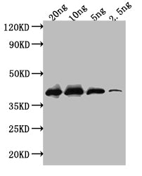 Western Blot
Positive WB detected in: recombinant protein
All lanes: ihfB Antibody at 1:1000
Secondary
Goat polyclonal to rabbit IgG at 1/50000 dilution
Predicted band size: 38 kDa
Observed band size: 38 kDa
