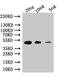 Western Blot
Positive WB detected in: recombinant protein
All lanes:Custom rpoE  Antibody at 1:1000
Secondary
Goat polyclonal to rabbit IgG at 1/50000 dilution
Predicted band size: 47 kDa
Observed band size: 47 kDa