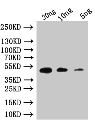 Western Blot
Positive WB detected in: recombinant protein
All lanes:Custom rpoE  Antibody at 1:1000
Secondary
Goat polyclonal to rabbit IgG at 1/50000 dilution
Predicted band size: 47 kDa
Observed band size: 47 kDa