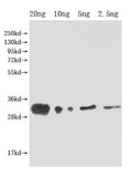 Western Blot
Positive WB detected in Recombinant protein
All lanes: lprG antibody at 1:2000
Secondary
Goat polyclonal to rabbit IgG at 1/50000 dilution
Predicted band size: 32 kDa
Observed band size: 32 kDa