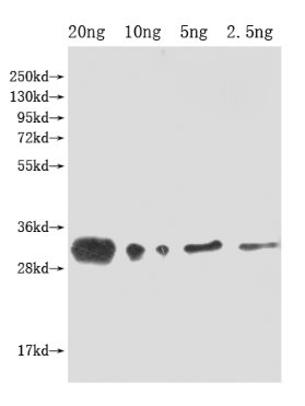 Western Blot
Positive WB detected in Recombinant protein
All lanes: lprG antibody at 1:2000
Secondary
Goat polyclonal to rabbit IgG at 1/50000 dilution
Predicted band size: 32 kDa
Observed band size: 32 kDa