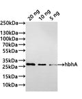 Western Blot
Positive WB detected in: recombinant protein
All lanes:hbhA Antibody at 1:1000
Secondary
Goat polyclonal to rabbit IgG at 1/20000 dilution
Predicted band size: 28.8 kDa
Observed band size: 29 kDa