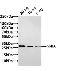 Western Blot
Positive WB detected in: recombinant protein
All lanes:hbhA Antibody at 1:1000
Secondary
Goat polyclonal to rabbit IgG at 1/20000 dilution
Predicted band size: 28.8 kDa
Observed band size: 29 kDa