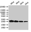 Western Blot
Positive WB detected in: recombinant protein
All lanes:mpt64 Antibody at 1:1000
Secondary
Goat polyclonal to rabbit IgG at 1/50000 dilution
Predicted band size: 26.5 kDa
Observed band size: 27 kDa