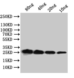 Western Blot
Positive WB detected in: recombinant protein
All lanes:mpt64 Antibody at 1:1000
Secondary
Goat polyclonal to rabbit IgG at 1/50000 dilution
Predicted band size: 26.5 kDa
Observed band size: 27 kDa