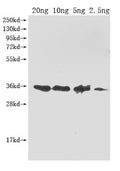 Western Blot
Positive WB detected in Recombinant protein
All lanes: ompA antibody at 1:2000
Secondary
Goat polyclonal to rabbit IgG at 1/50000 dilution
Predicted band size: 35.6 kDa
Observed band size: 36 kDa