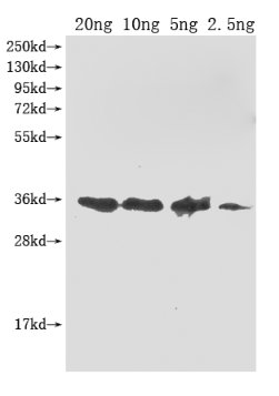Western Blot
Positive WB detected in Recombinant protein
All lanes: ompA antibody at 1:2000
Secondary
Goat polyclonal to rabbit IgG at 1/50000 dilution
Predicted band size: 35.6 kDa
Observed band size: 36 kDa