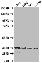 Western Blot
Positive WB detected in Recombinant protein
All lanes: BAME antibody at 1:2000
Secondary
Goat polyclonal to rabbit IgG at 1/50000 dilution
Predicted band size: 97.1 kDa
Observed band size: 34 kDa