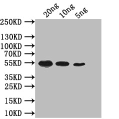 Western Blot
Positive WB detected in: recombinant protein
All lanes: mreB Antibody at 1:1000
Secondary
Goat polyclonal to rabbit IgG at 1/50000 dilution
Predicted band size: 52 kDa
Observed band size: 52 kDa