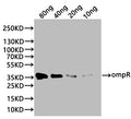 Western Blot
Positive WB detected in: recombinant protein
All lanes:ompR Antibody at 1:1000
Secondary
Goat polyclonal to rabbit IgG at 1/20000 dilution
Predicted band size: 35 kDa
Observed band size: 35 kDa