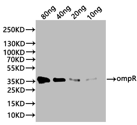 Western Blot
Positive WB detected in: recombinant protein
All lanes:ompR Antibody at 1:1000
Secondary
Goat polyclonal to rabbit IgG at 1/20000 dilution
Predicted band size: 35 kDa
Observed band size: 35 kDa