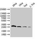 Western Blot
Positive WB detected in: recombinant protein
All lanes:ftsH Antibody at 1:1000
Secondary
Goat polyclonal to rabbit IgG at 1/50000 dilution
Predicted band size: 29.8 kDa
Observed band size: 30 kDa