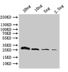 Western Blot
Positive WB detected in: recombinant protein
All lanes:ftsH Antibody at 1:1000
Secondary
Goat polyclonal to rabbit IgG at 1/50000 dilution
Predicted band size: 29.8 kDa
Observed band size: 30 kDa