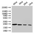 Western Blot
Positive WB detected in: recombinant protein
All lanes:cydA Antibody at 1:1000
Secondary
Goat polyclonal to rabbit IgG at 1/50000 dilution
Predicted band size: 22 kDa
Observed band size: 22 kDa