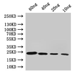 Western Blot
Positive WB detected in: recombinant protein
All lanes:cydA Antibody at 1:1000
Secondary
Goat polyclonal to rabbit IgG at 1/50000 dilution
Predicted band size: 22 kDa
Observed band size: 22 kDa
