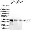 Western Blot
Positive WB detected in: recombinant protein
All lanes: dksA Antibody at 1:1000
Secondary
Goat polyclonal to rabbit IgG at 1/50000 dilution
Predicted band size: 25 kDa
Observed band size: 30 kDa