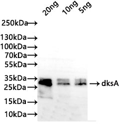 Western Blot
Positive WB detected in: recombinant protein
All lanes: dksA Antibody at 1:1000
Secondary
Goat polyclonal to rabbit IgG at 1/50000 dilution
Predicted band size: 25 kDa
Observed band size: 30 kDa