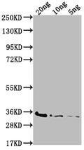 Western Blot
Positive WB detected in Recombinant protein
All lanes: BAMD antibody at 1:2000
Secondary
Goat polyclonal to rabbit IgG at 1/50000 dilution
Predicted band size: 29.9 kDa
Observed band size: 35 kDa